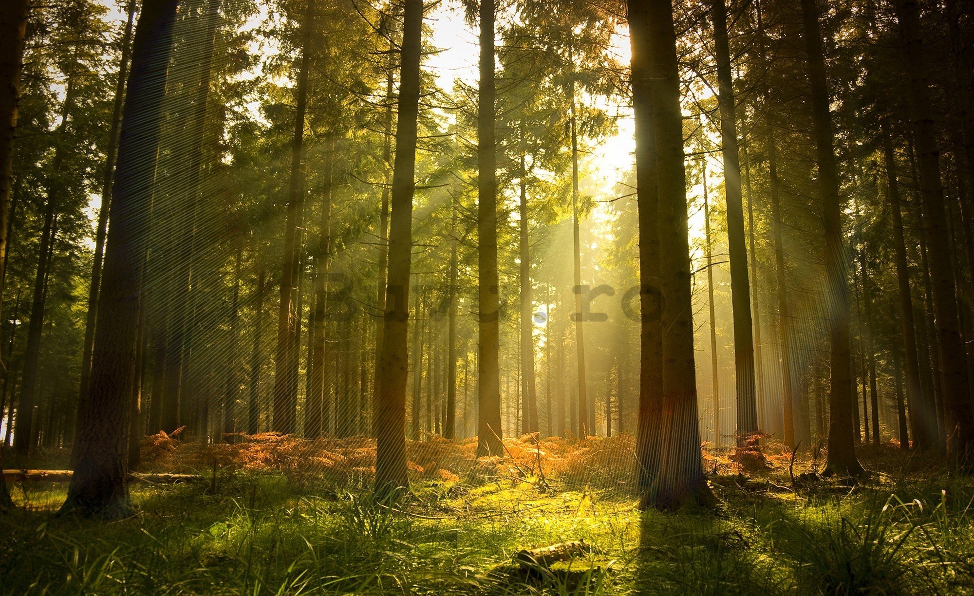 Fototapet vlies: Răsărit de soare în pădure - 416x254 cm