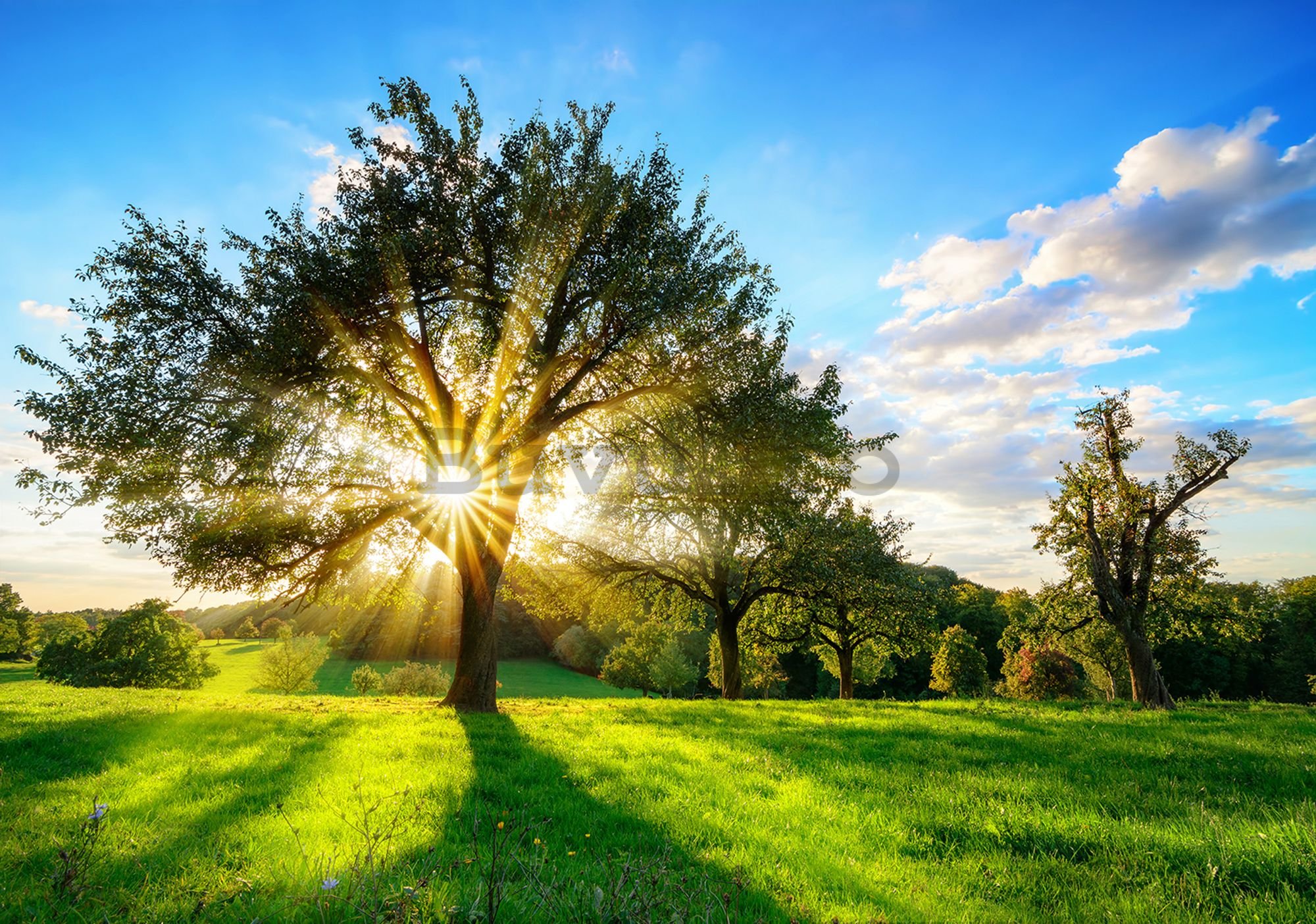 Fototapet vlies: Soare în spatele copacului - 184x254 cm