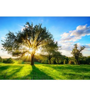 Fototapet vlies: Soare în spatele copacului - 254x368 cm