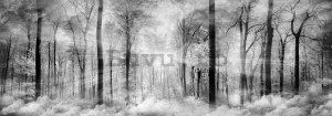 Fototapet: Pădurea alb-negru - 624x219 cm