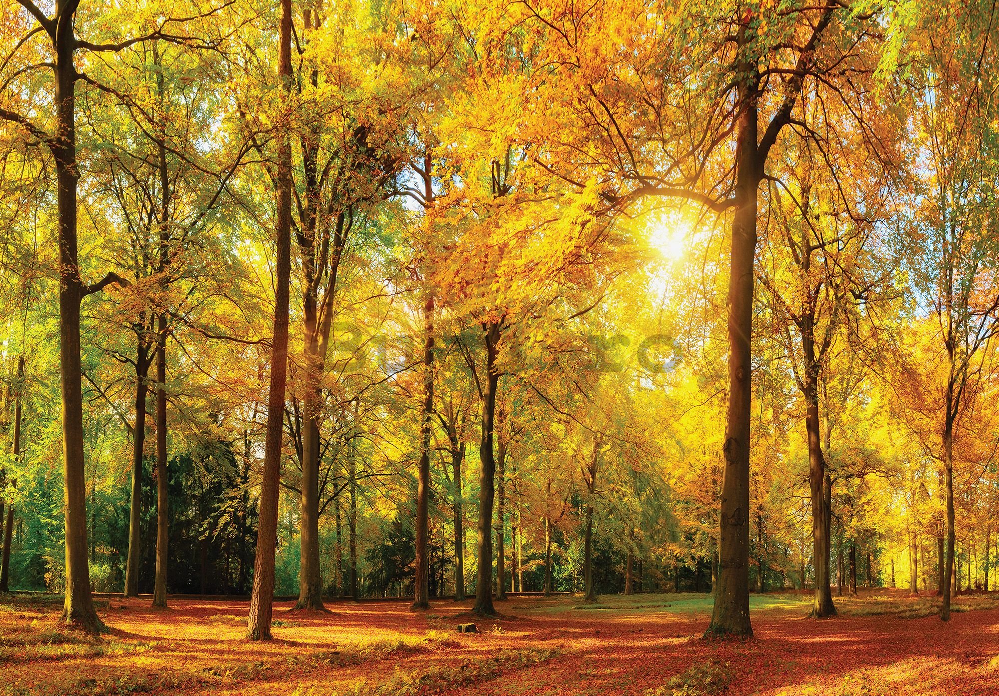 Fototapet vlies: Frunze căzute în pădure - 184x254 cm