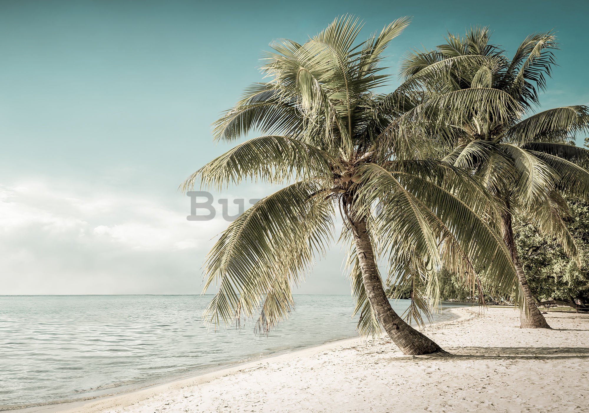 Fototapet: Coasta cu palmier - 104x152,5 cm