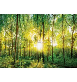 Fototapet vlies: Vedere prin pădure - 416x254 cm