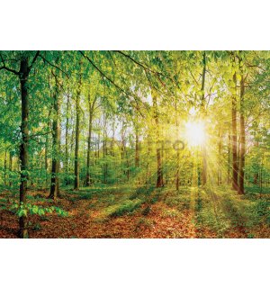 Fototapet vlies: Vedere asupra pădurii - 416x254 cm