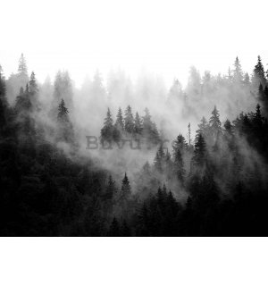 Fototapet vlies: Ceata peste padure (alb-negru) - 416x254 cm