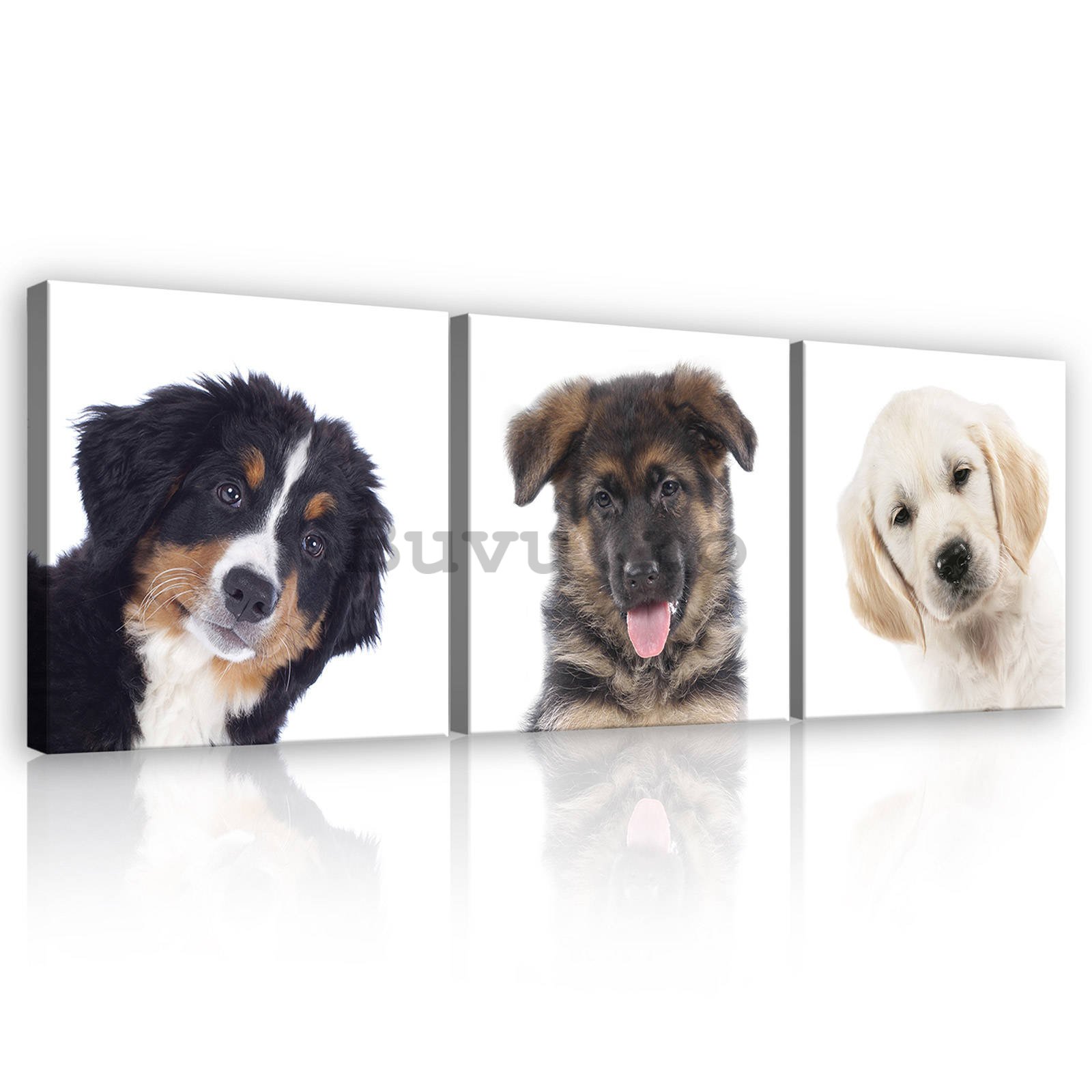 Tablou canvas: Câini - set 3 buc 25x25cm