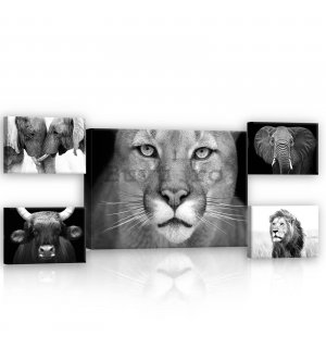 Tablou canvas: Leu alb-negru - set 1 buc 70x50 cm și 4 buc 32,4x22,8 cm