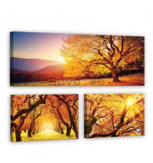Tablou canvas: Arbori de toamnă - set 1 buc 80x30 cm și 2 buc 37,5x24,8 cm