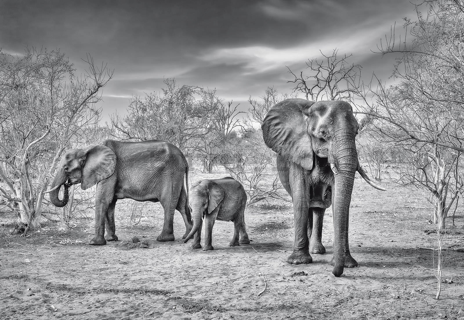 Fototapet: Elefanți alb-negru - 368x254cm