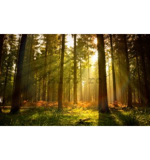 Fototapet vlies: Răsărit de soare în pădure - 312x219cm
