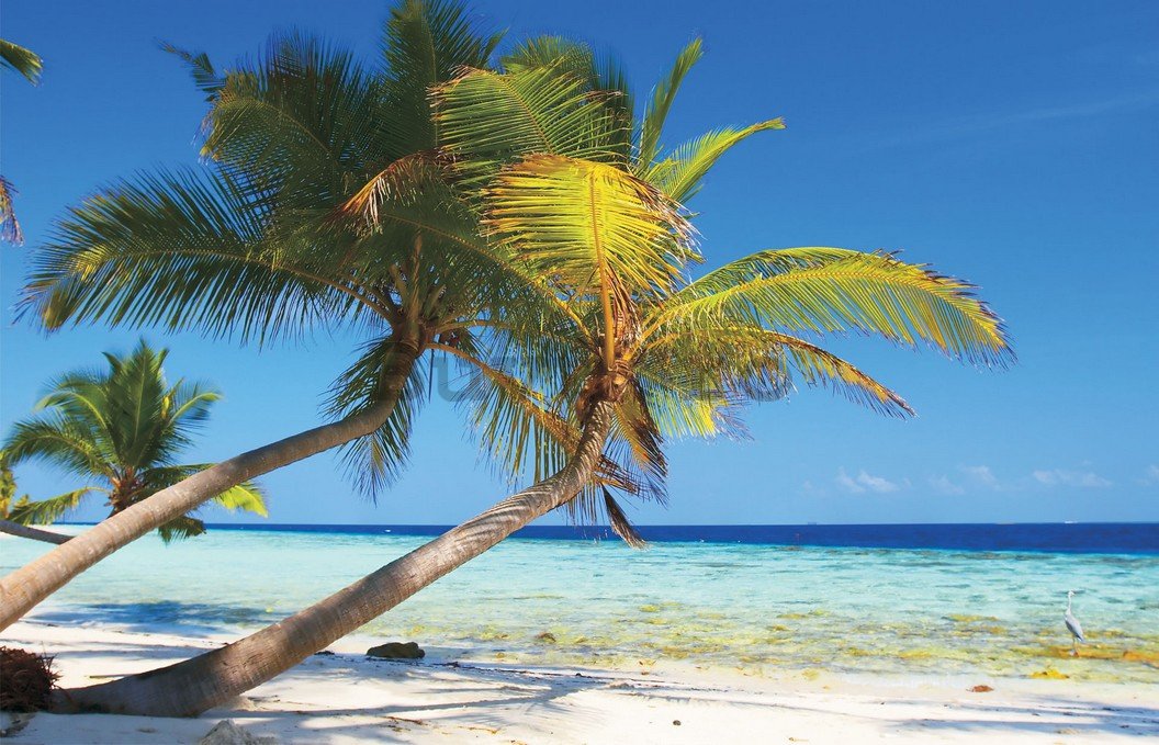 Fototapet vlies: Plajă cu palmier - 184x254 cm