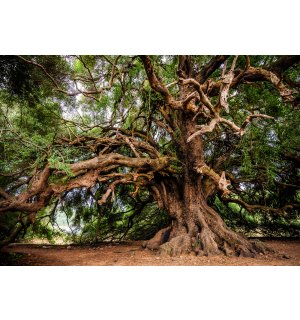 Fototapet vlies: Arbore (1) - 416x254 cm