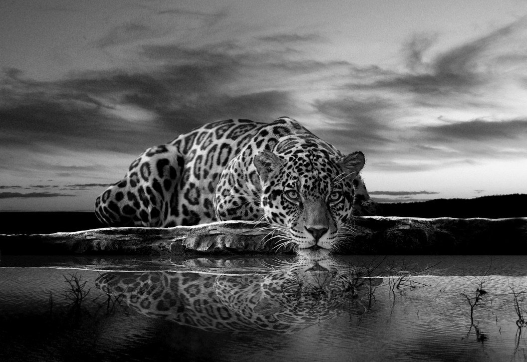 Fototapet vlies: Jaguar (alb-negru) - 254x368 cm