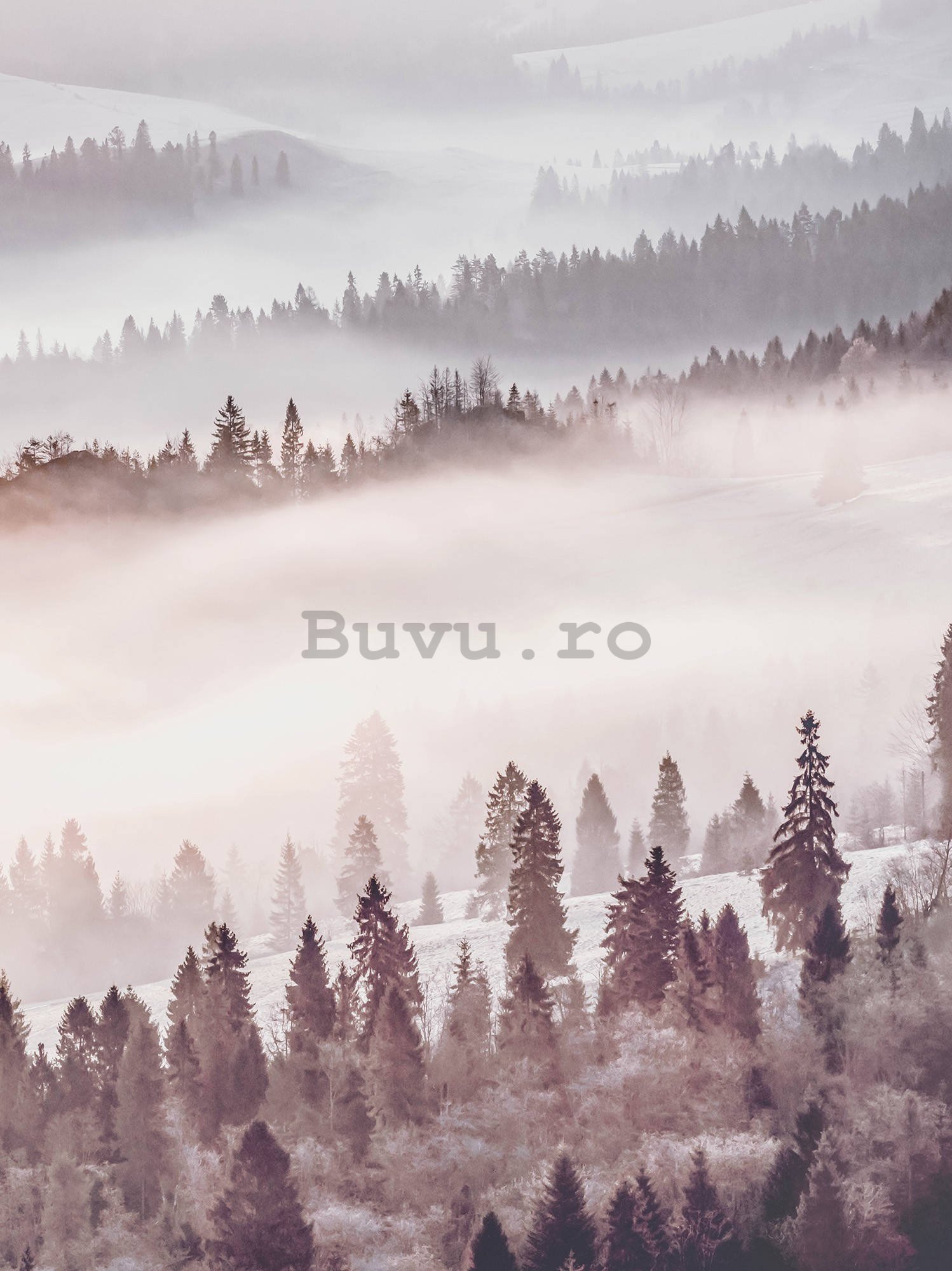 Fototapet: Pădurea ceață - 184x254 cm