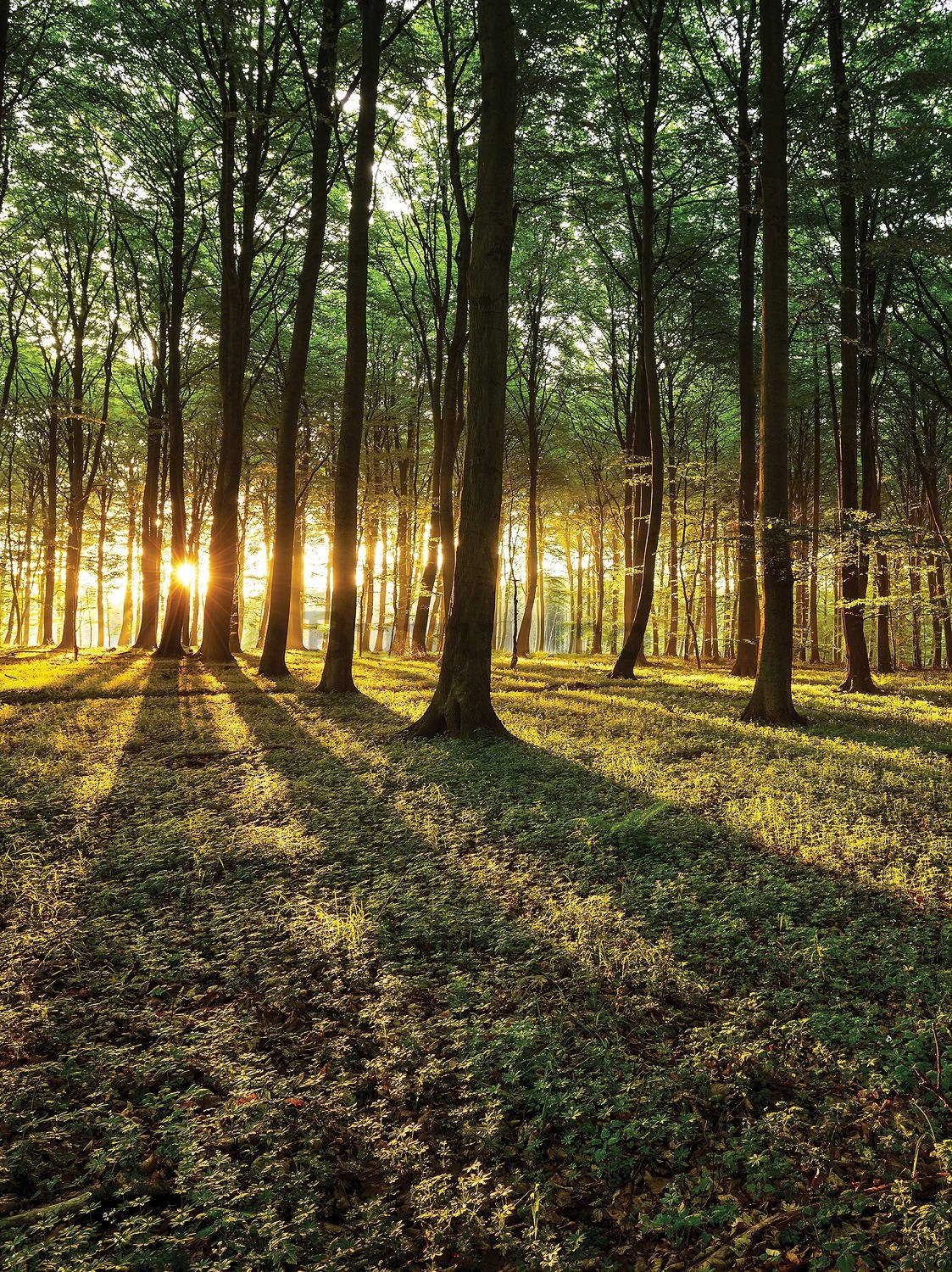 Fototapet: Apus de soare în pădure - 184x254 cm