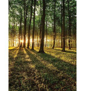 Fototapet: Apus de soare în pădure - 184x254 cm