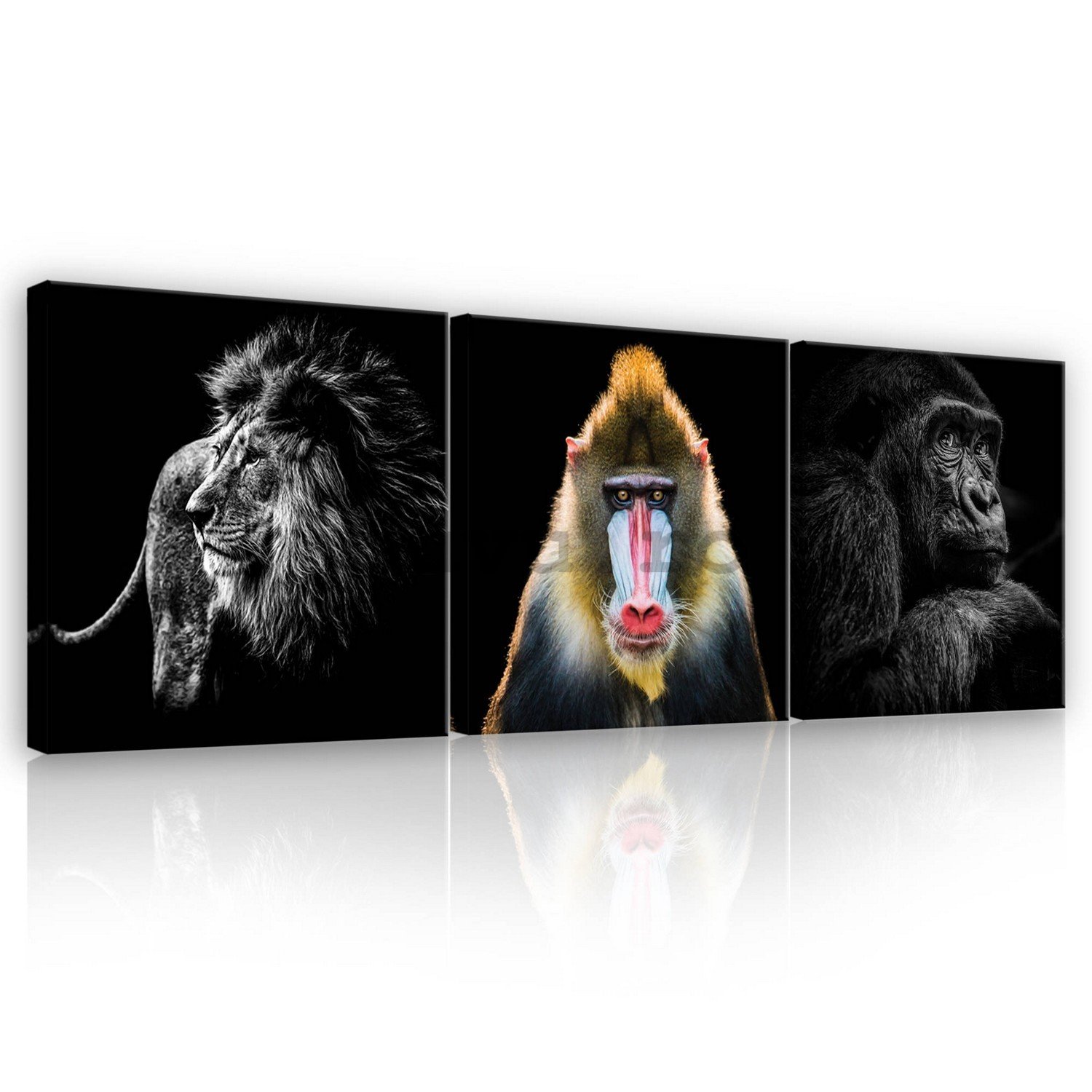 Tablou canvas: Leu, Mandril și Gorilla  - set 3 buc 25x25cm