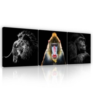 Tablou canvas: Leu, Mandril și Gorilla  - set 3 buc 25x25cm