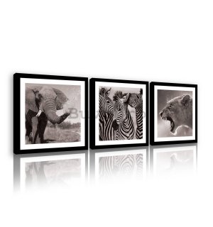 Tablou canvas: Elefant, zebre și leoaică - set 3 buc 25x25cm