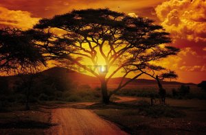 Fototapet vlies: Apus de soare african - 104x70,5cm