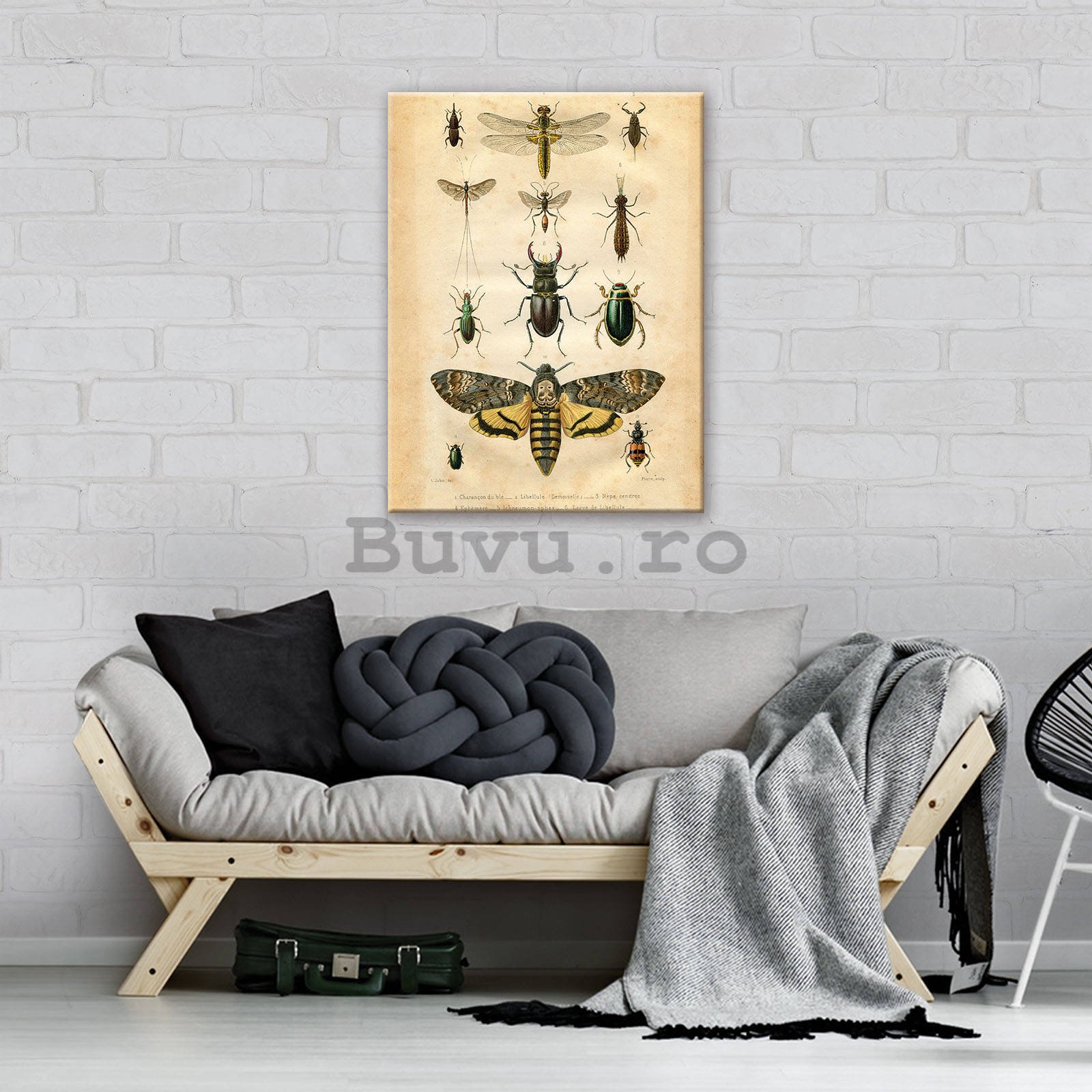 Tablou canvas: Colecția de gândaci - 60x80 cm