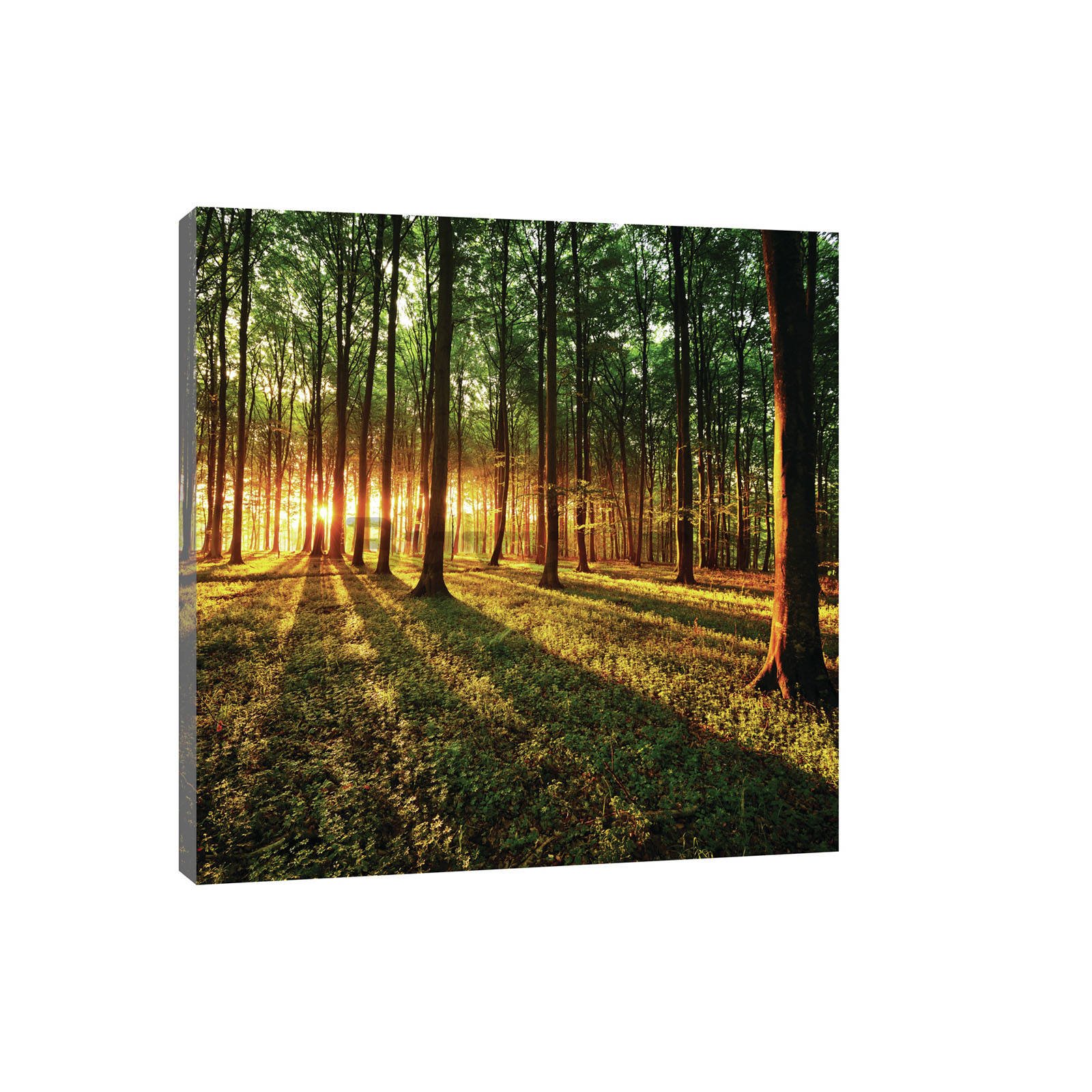 Tablou canvas: Apus de soare în pădure - 80x60 cm