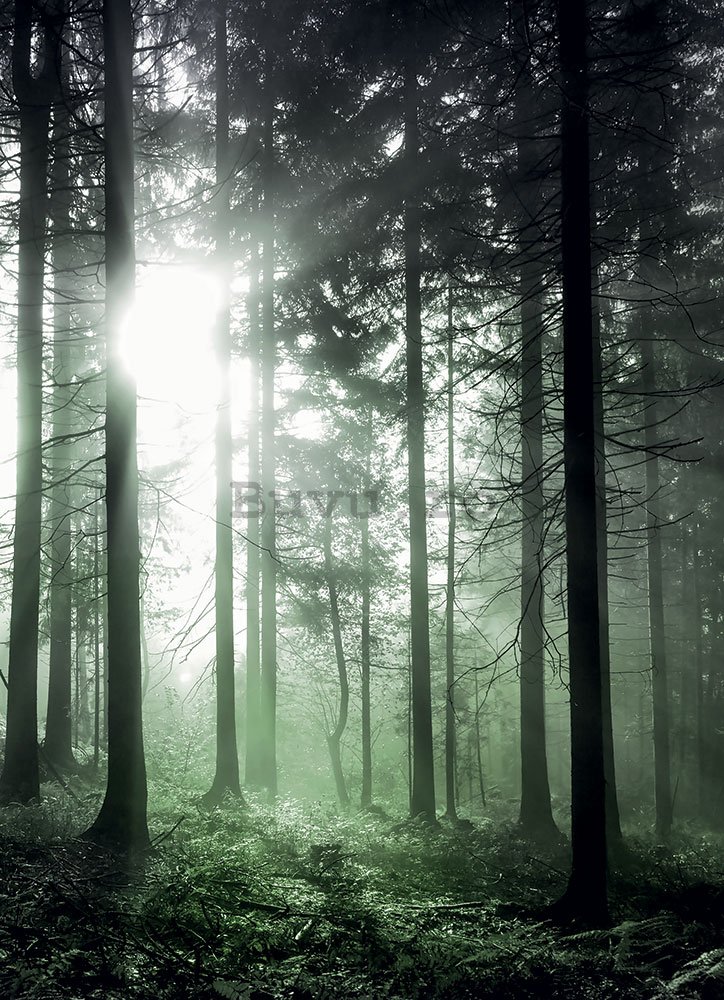 Fototapet: Razele de soare în pădurea verde - 184x254 cm