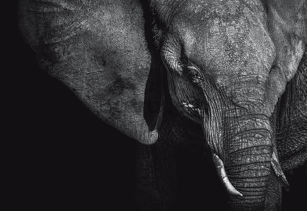 Fototapet vlies: Elefant alb-negru (1) - 254x368 cm