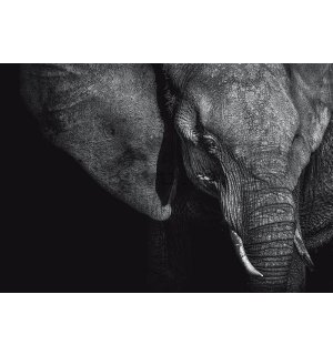 Fototapet vlies: Elefant alb-negru (1) - 254x368 cm