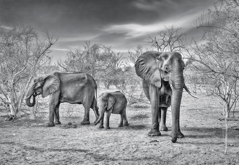 Fototapet vlies: Familia de elefan?i - 254x368 cm