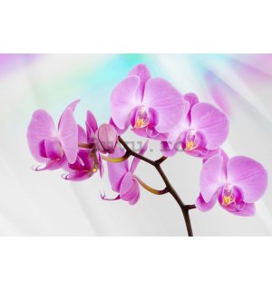 Fototapet vlies: Orhideea Violet - 416x254 cm
