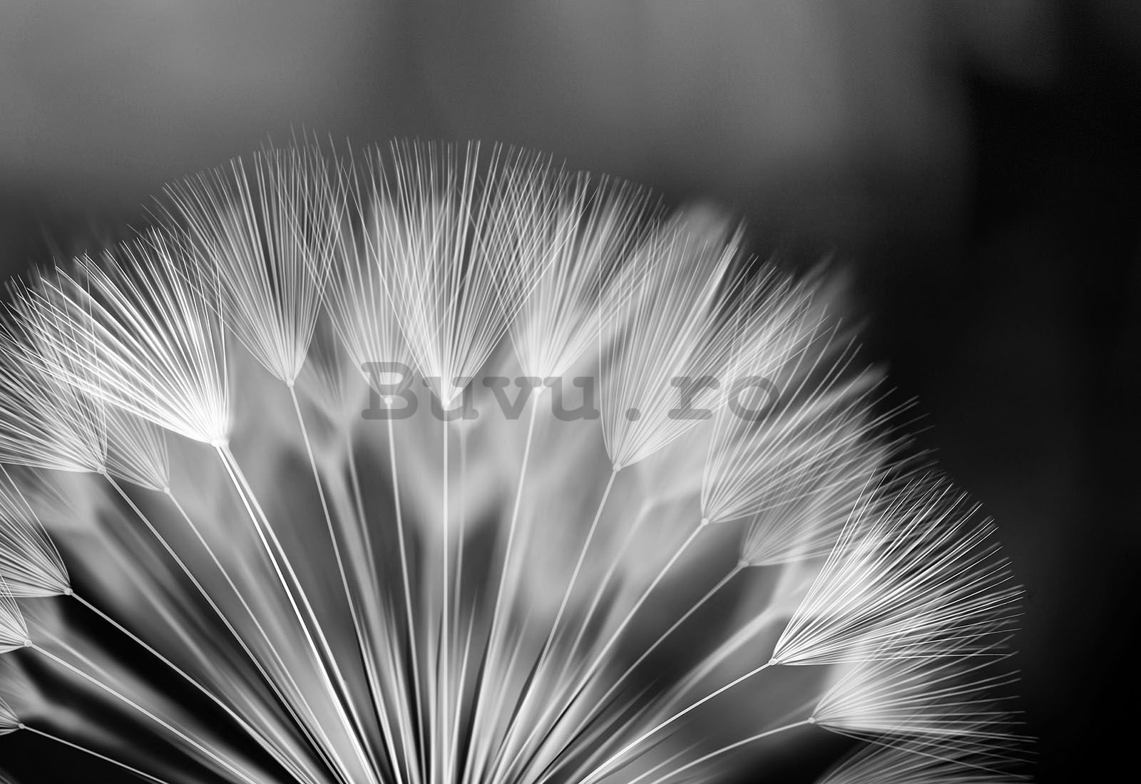 Fototapet vlies: Păpădie alb-negru - 416x254 cm