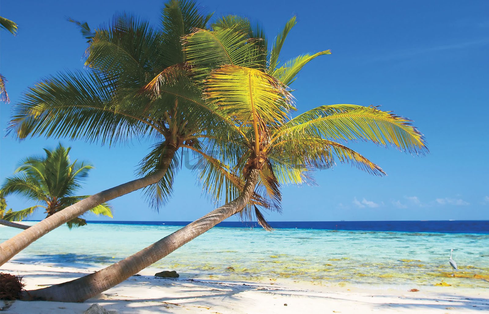 Fototapet vlies: Plajă cu palmier - 104x70,5 cm