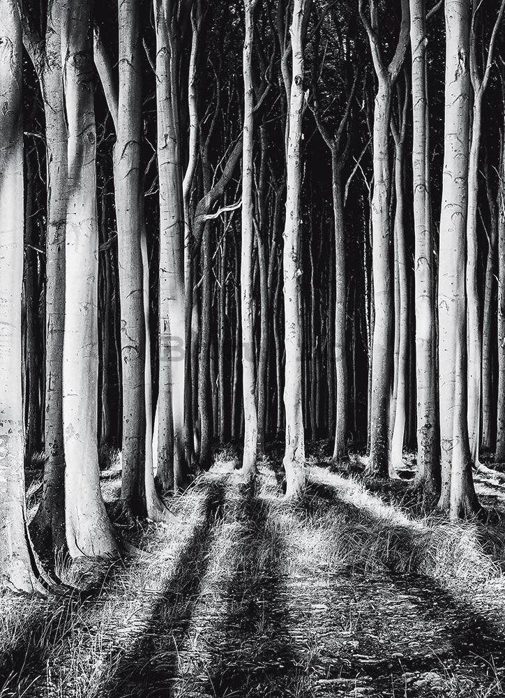 Fototapet: Pădurea bântuită - 184x254 cm