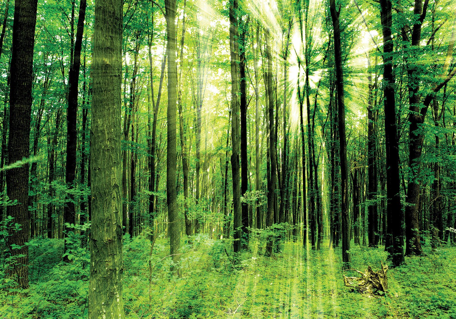 Fototapet vlies: Pădure verde - 400x280 cm