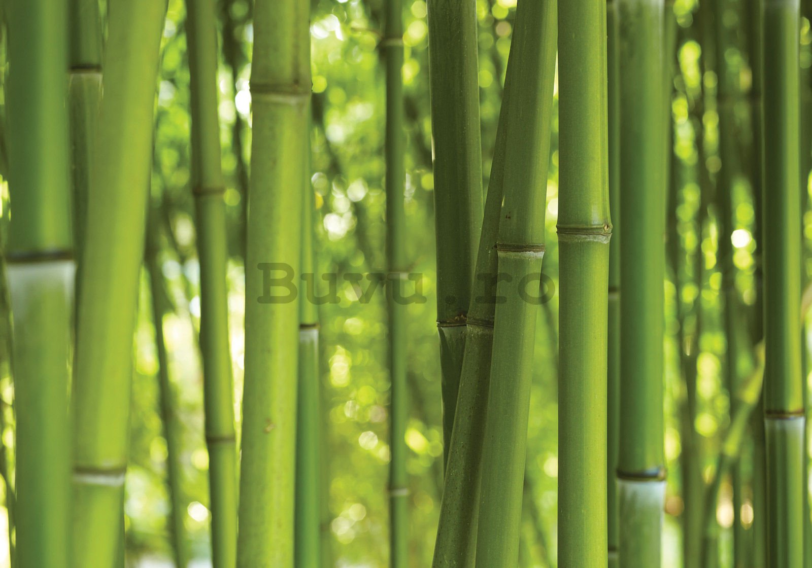 Fototapet vlies: Bambus - 400x280 cm