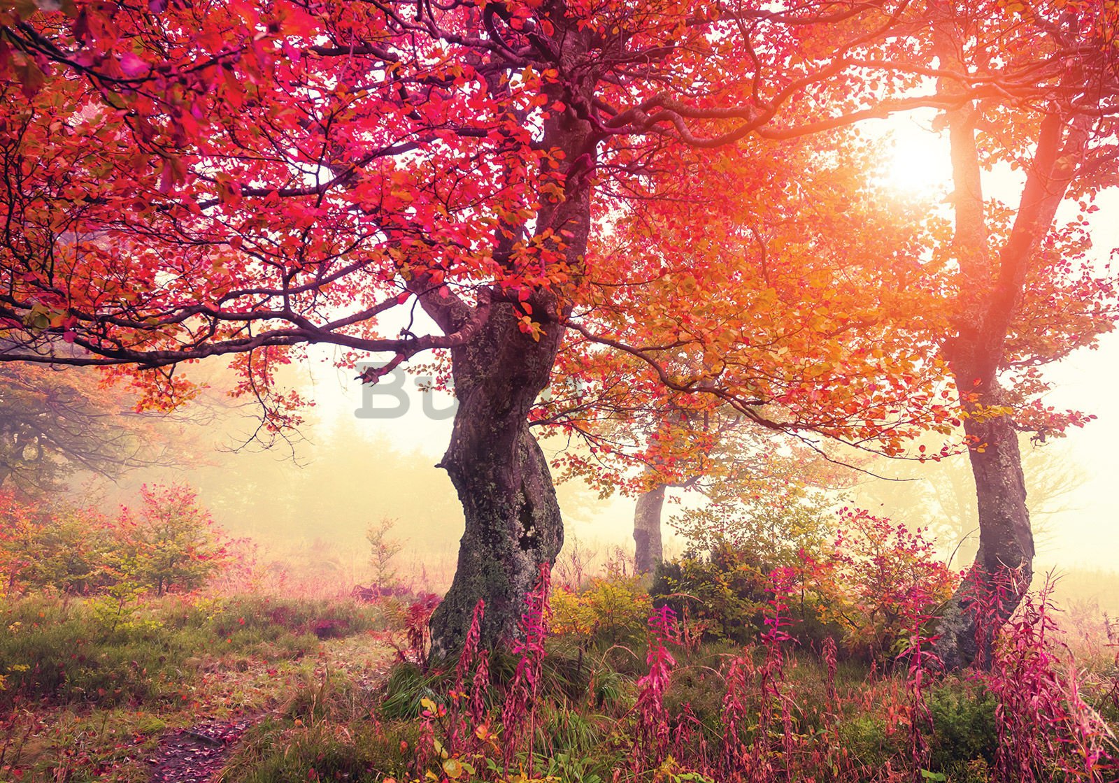Fototapet vlies: Copaci înfloriți - 400x280 cm