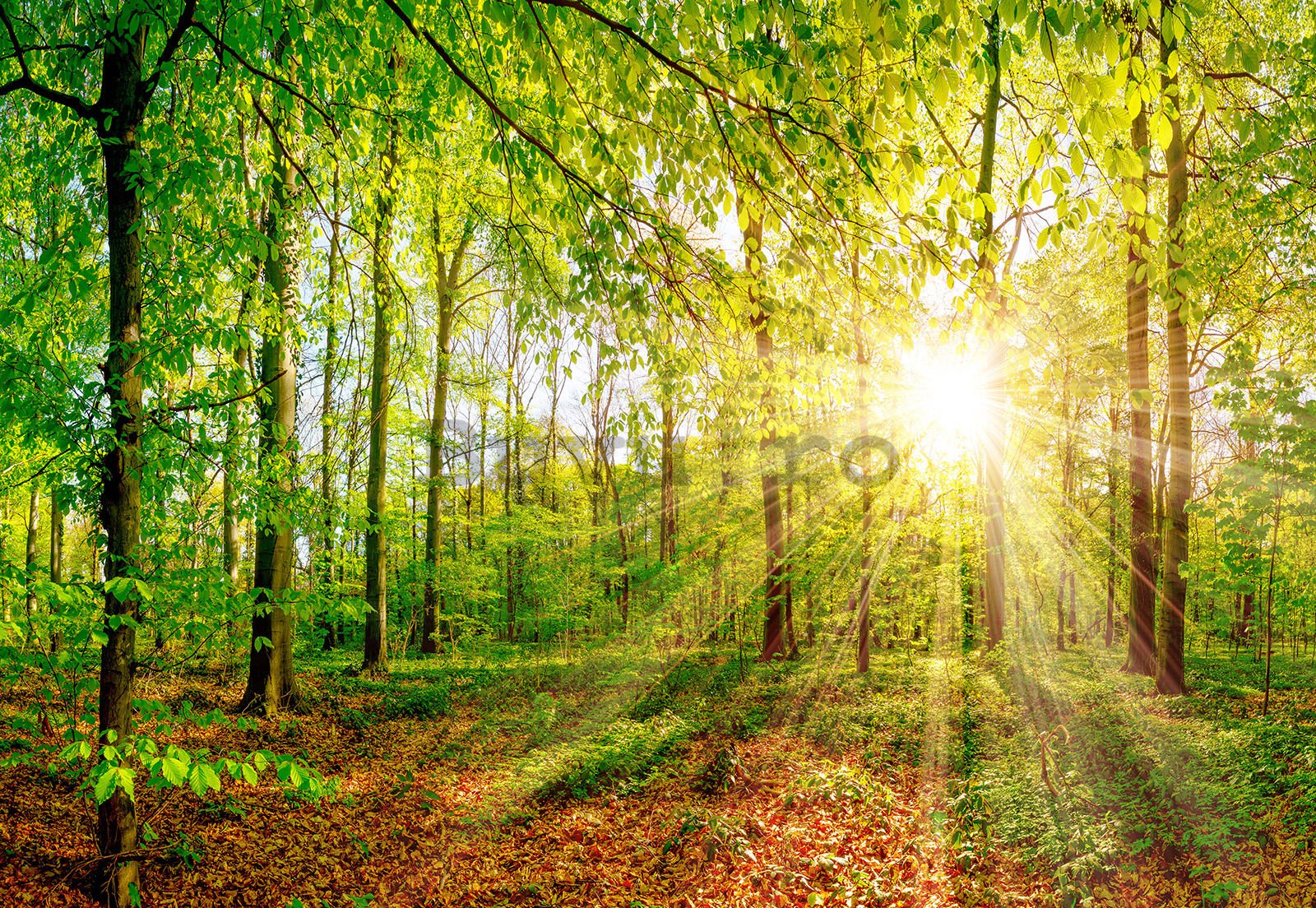 Fototapet vlies: Soare în pădure - 368x254 cm