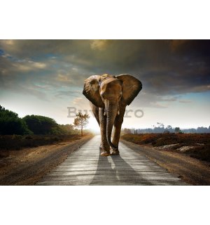 Fototapet vlies: Elefant (4) - 104x70,5cm