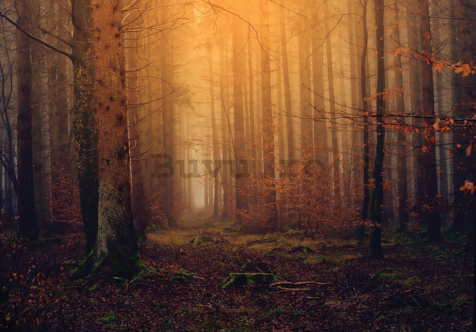 Fototapet vlies: Pădure de toamnă cu ceață - 416x254 cm