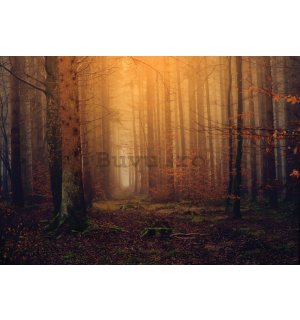 Fototapet vlies: Pădure de toamnă cu ceață - 416x254 cm