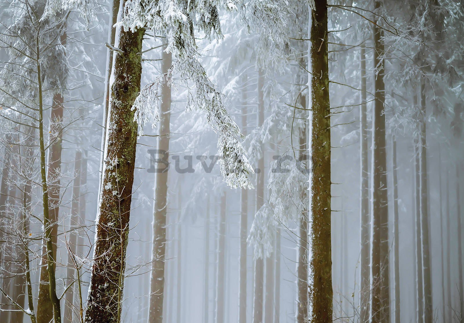 Fototapet vlies: Pădure de conifere acoperită de zăpadă - 254x184 cm