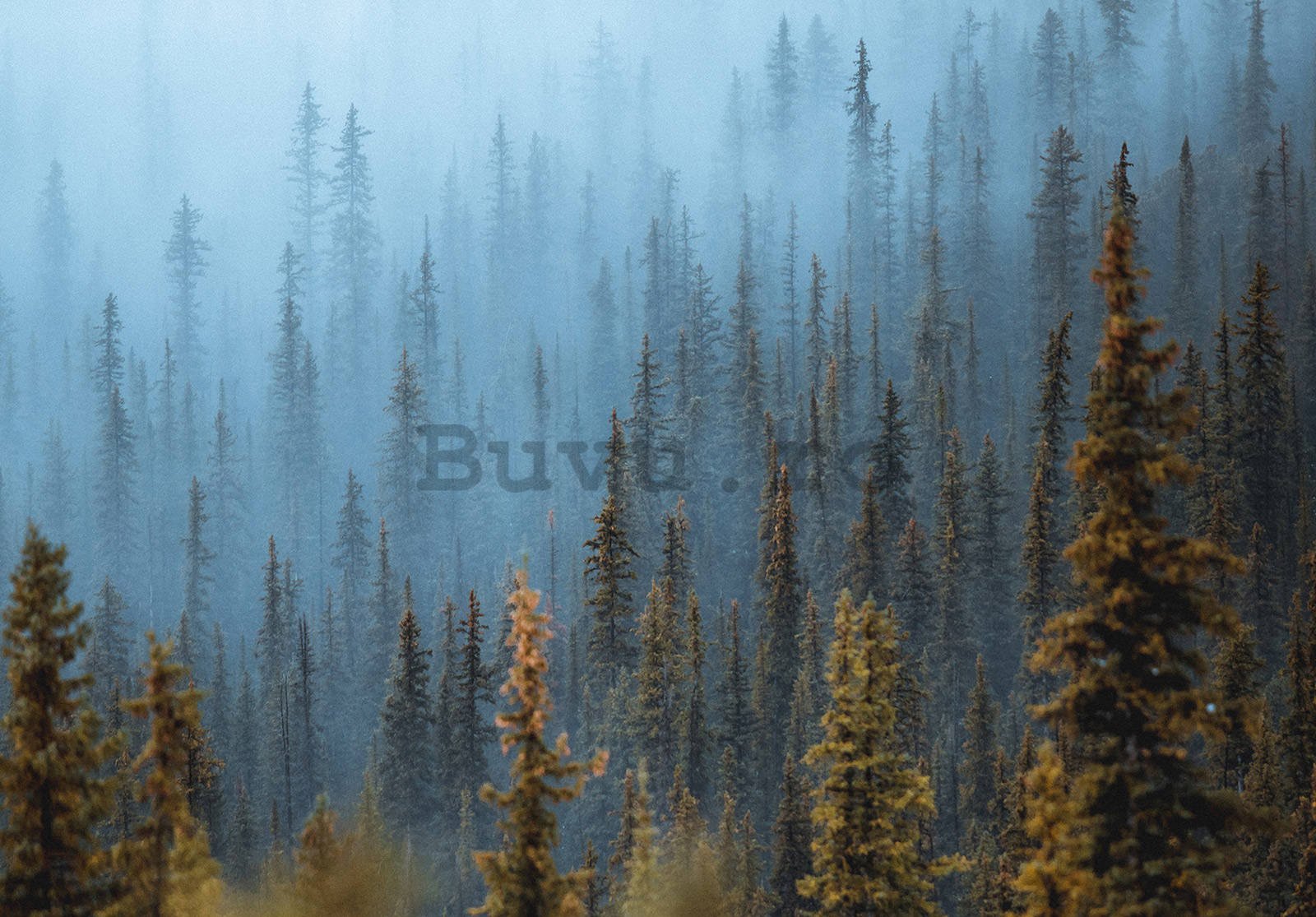 Fototapet vlies: Pădure de pini (1) - 254x184 cm