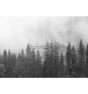 Fototapet vlies: Ceață peste pădurea albă și neagră - 254x184 cm