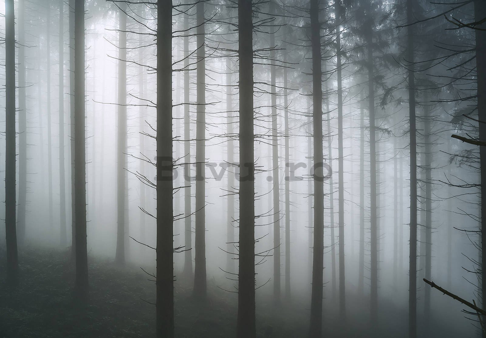 Fototapet vlies: Pădure bântuită (1) - 368x254 cm