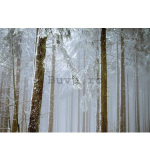 Fototapet vlies: Pădure de conifere acoperită de zăpadă - 368x254 cm