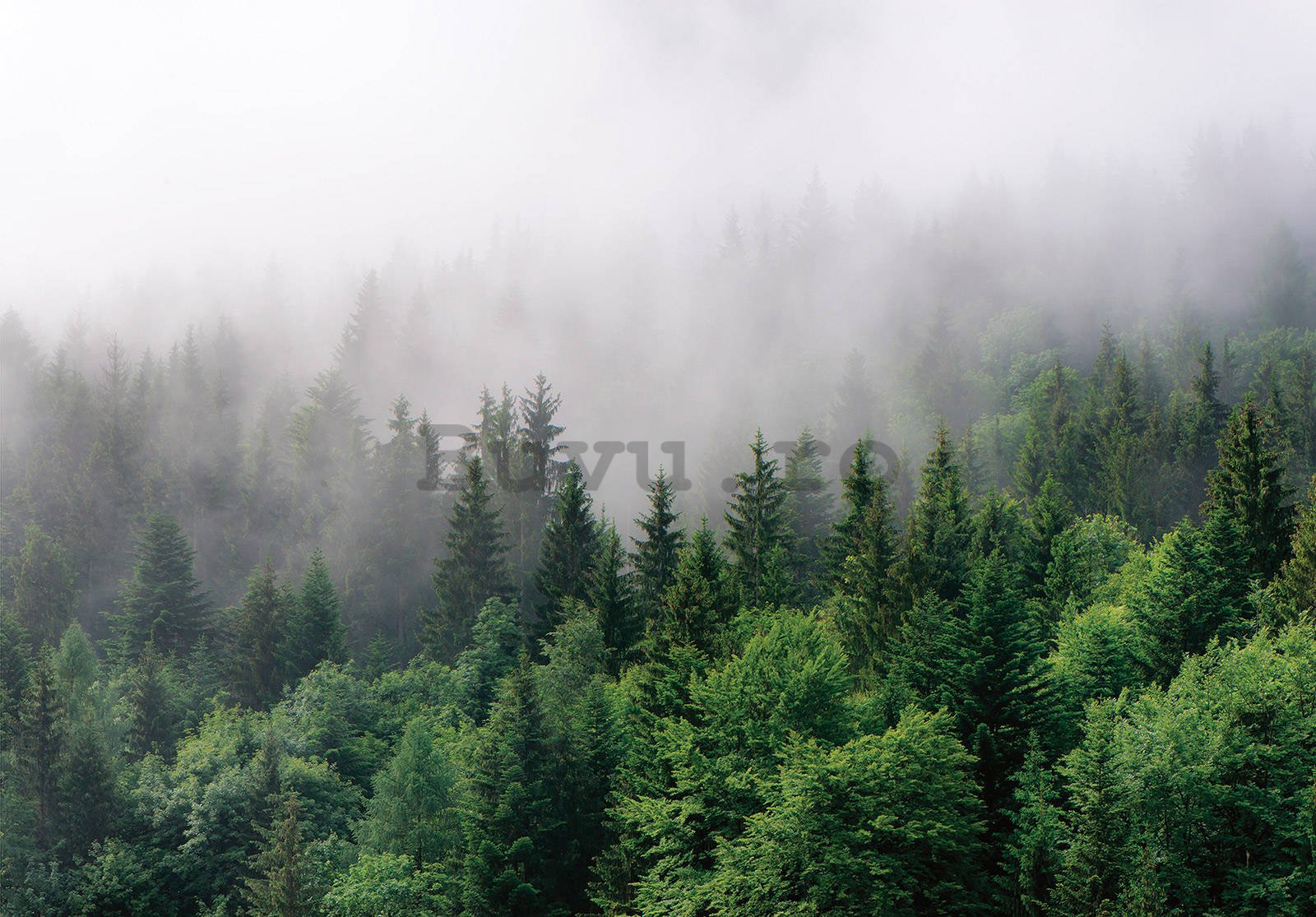 Fototapet vlies: Ceață peste pădure (2) - 104x70,5 cm