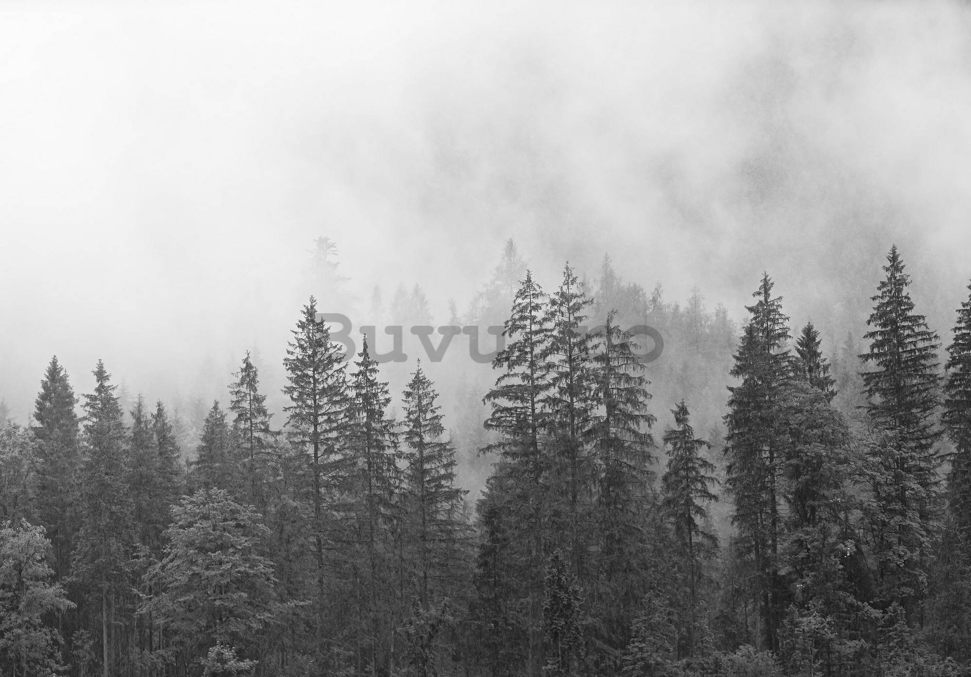 Fototapet vlies: Ceață peste pădurea albă și neagră - 104x70,5 cm