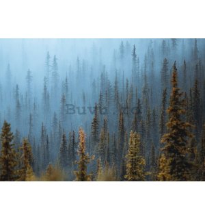 Fototapet vlies: Pădure de pini (1) - 416x254 cm