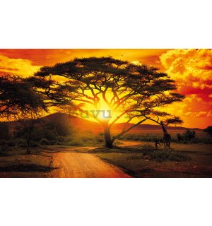 Fototapet: Apus de soare african (1) - 368x254 cm